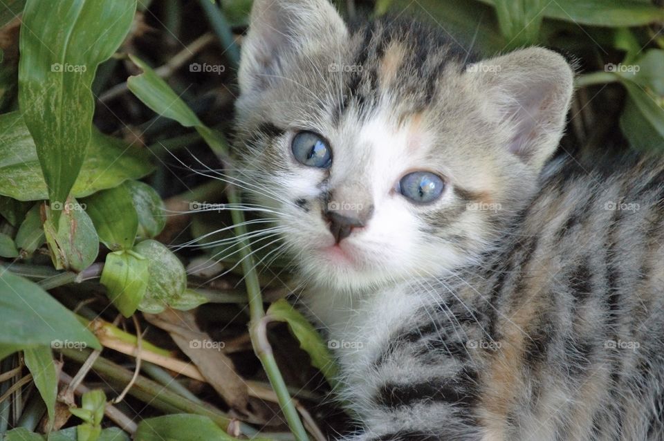 Curious kitten 