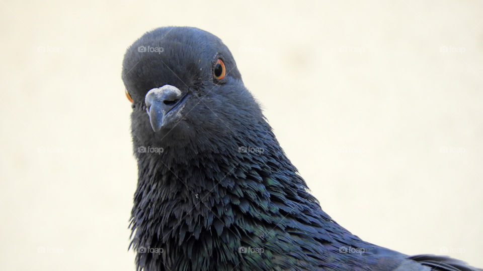 Pigeon #Close up#Colour