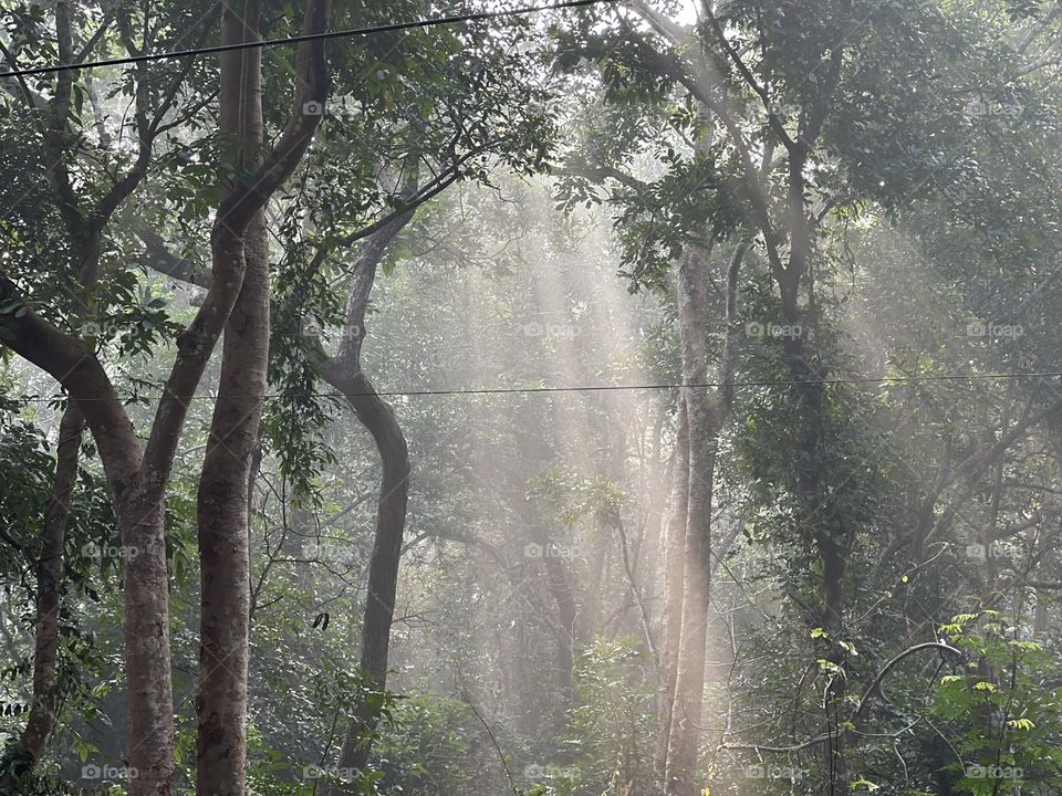 Forest Sun Rays 