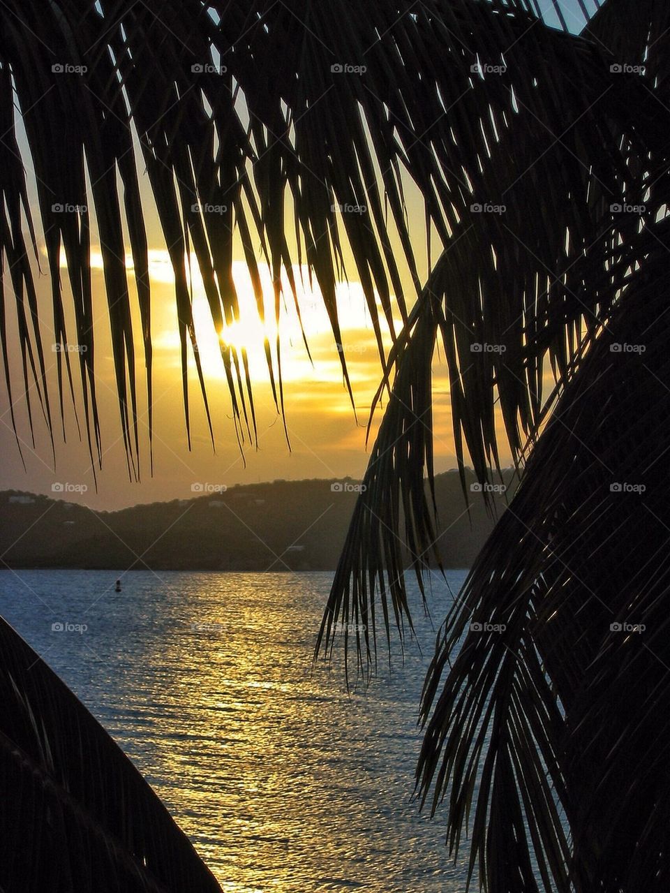 Silhouette of palm leaves at beach