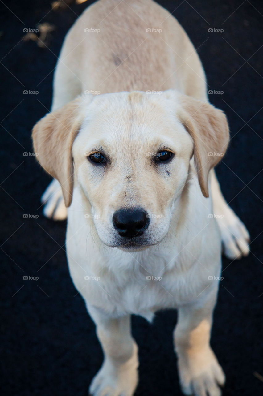 Simba the Yellow Lab puppy 
