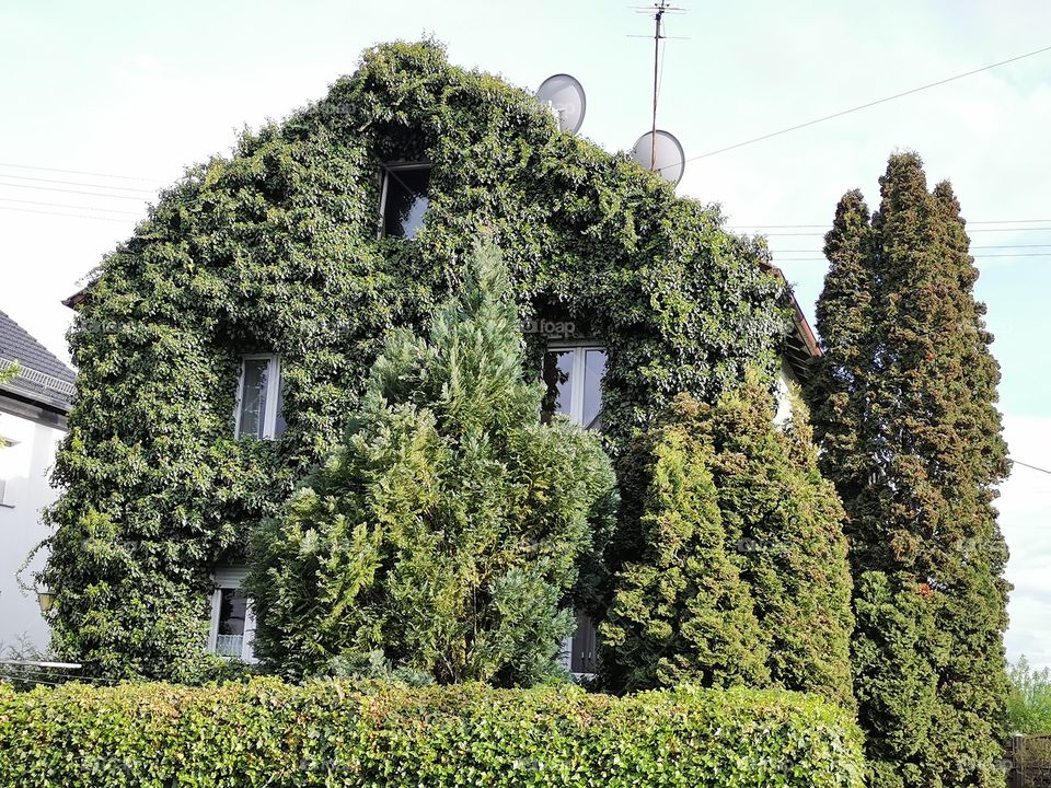 Haus mit Efeu bewachsen hinter Bäumen und Hecken