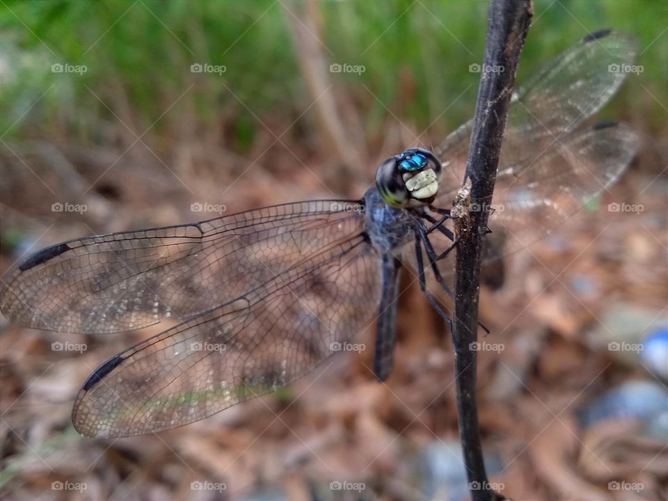 Dragonfly with attractive face.