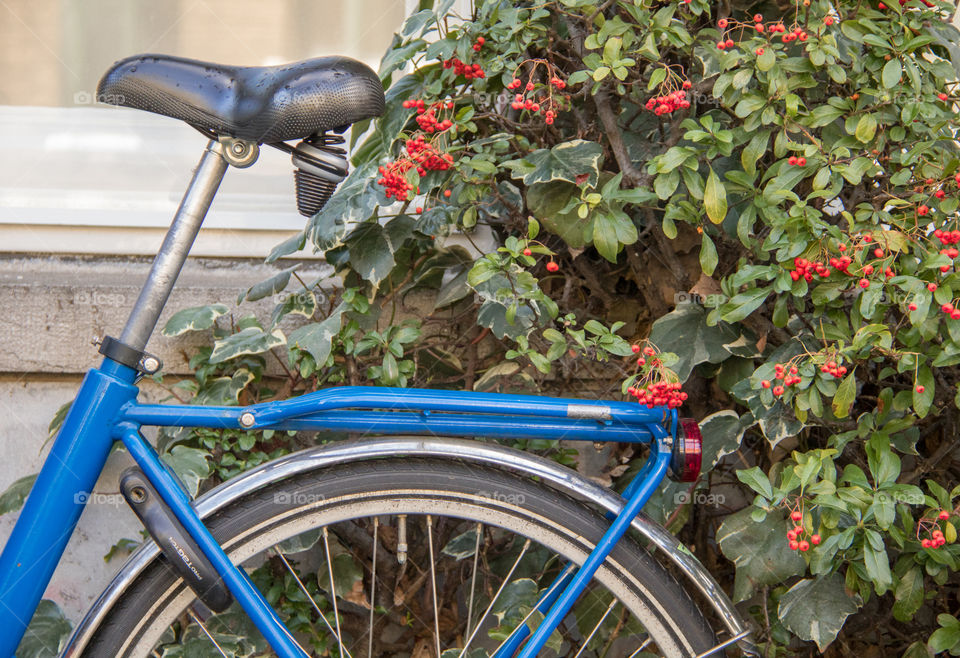 Close-up of bicycle and bush