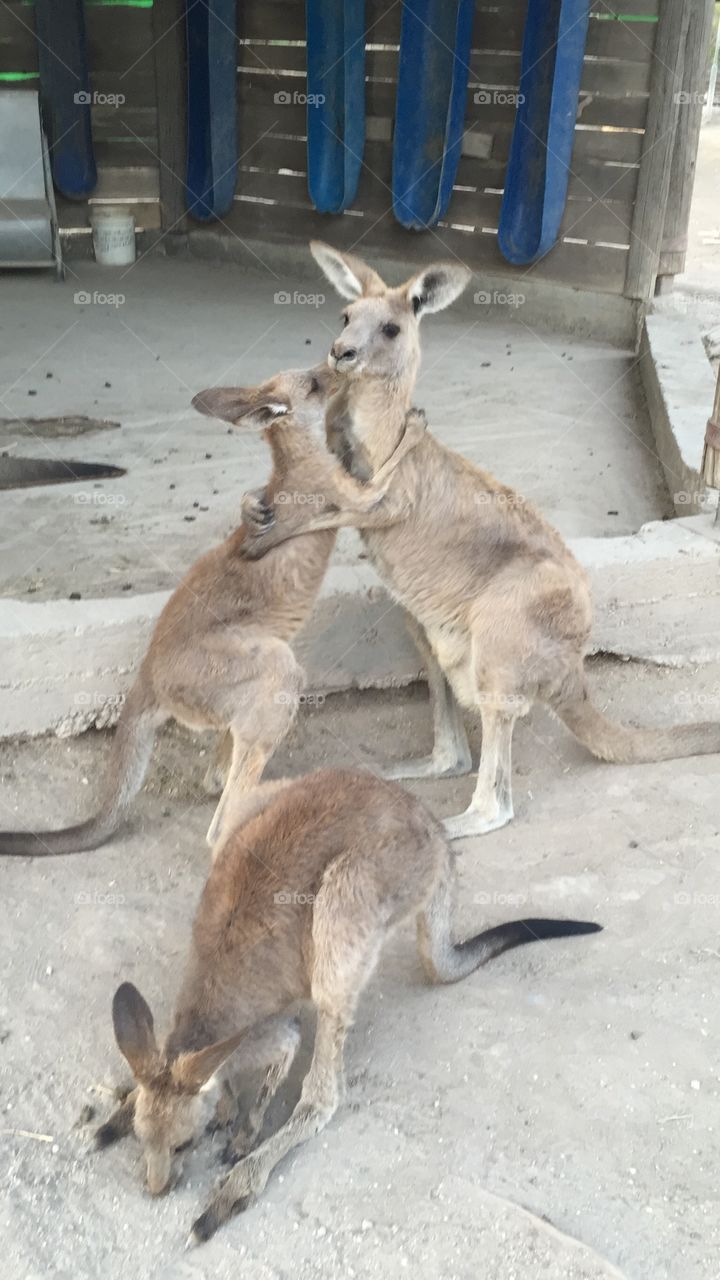 Mama and baby kangaroo 