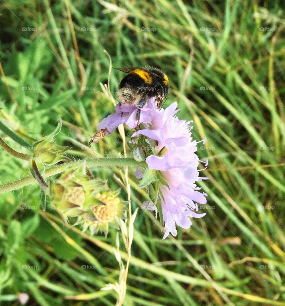 Bee on a wildflower 