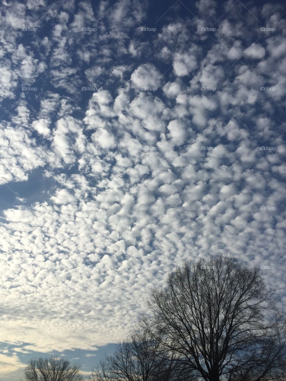 Cotton ball sky . A sky and a tree 