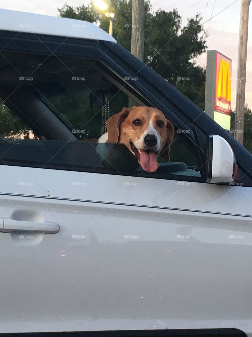 Dog looking out of a car window
