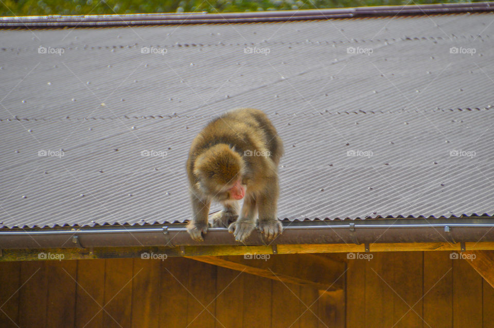 Monkey On A Roof