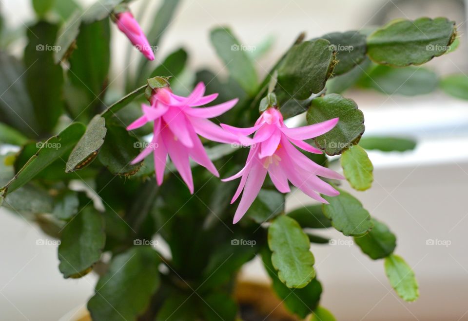 beautiful flowers house plant in the pot