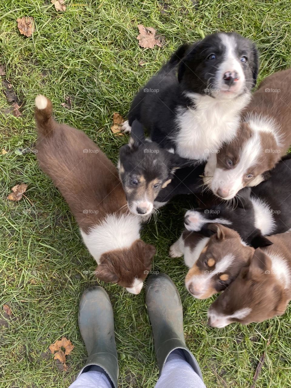 Puppy litter and jumping one