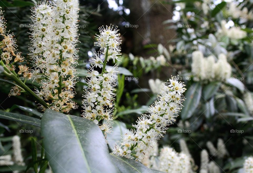 beautiful floral splendor