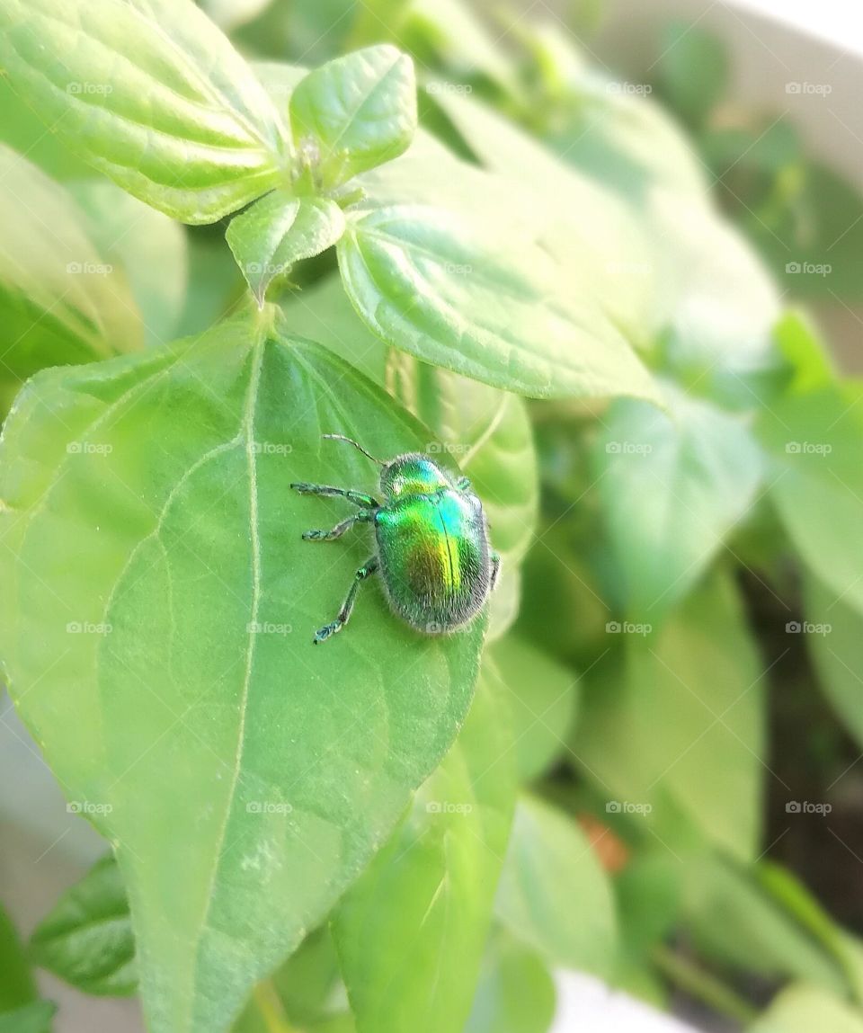Emerald bug