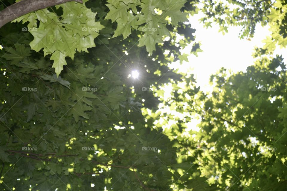 Thick patches of green leaves with sunlight shining through 