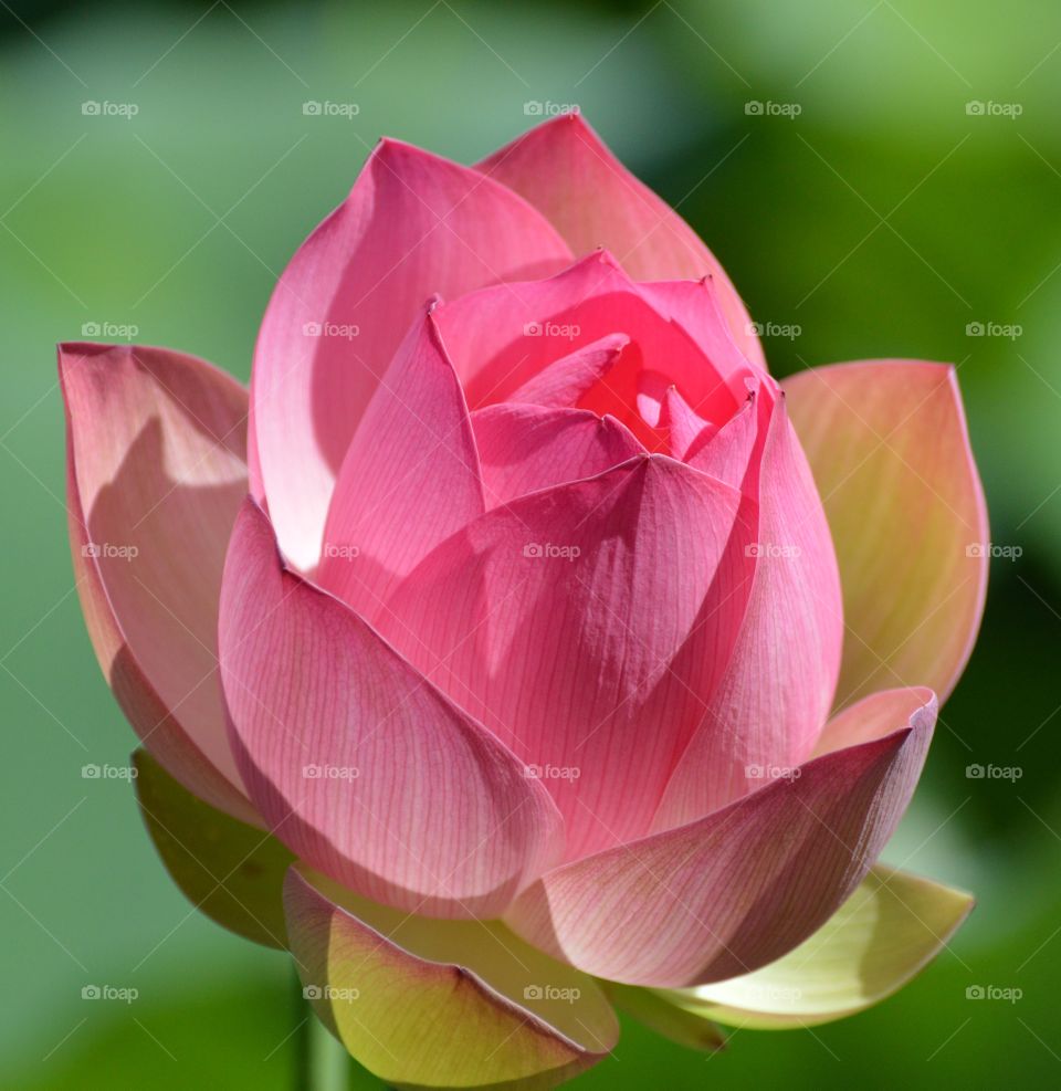 pink and white lotus flower with a blurred background.