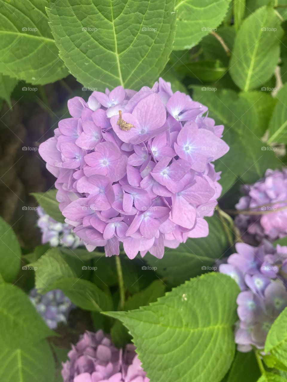 Spectacular purple hydrangeas with vibrant green leaves at the start of a refreshing summer rain. 