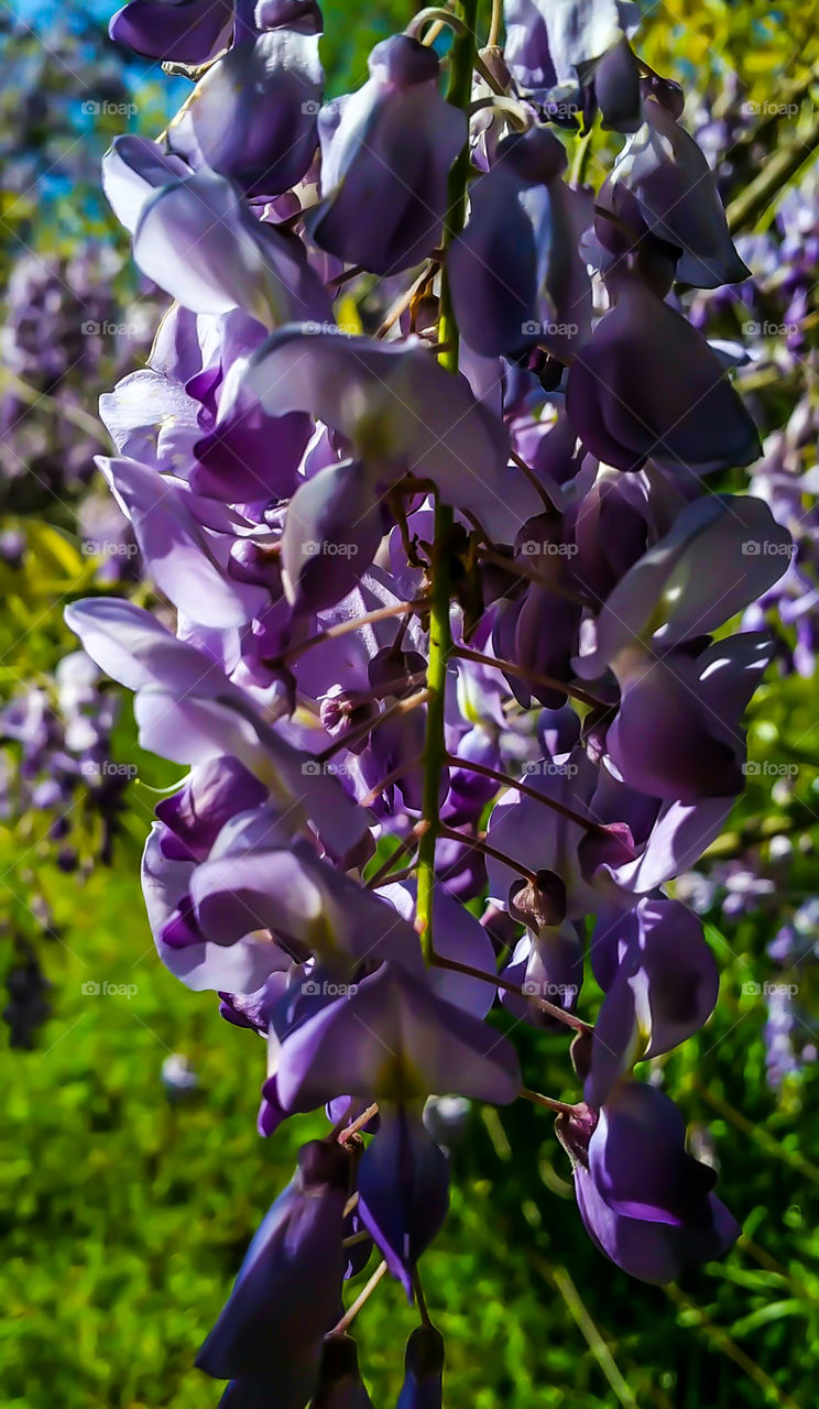 purple Wisteria flowers close up