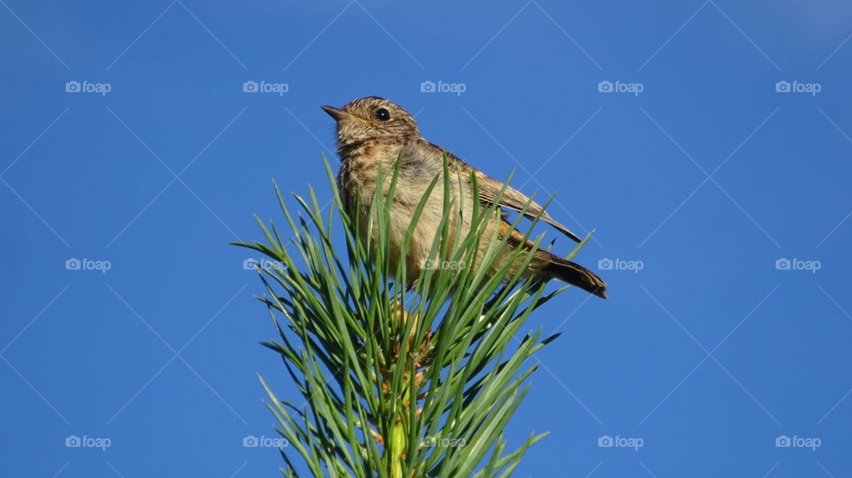 bird on a spruce branch against the blue sky