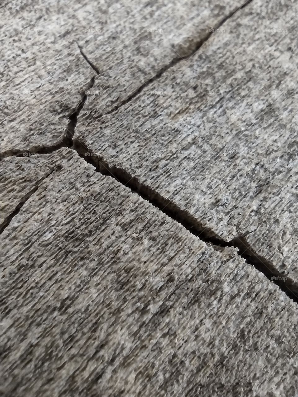 Unfiltered, lovely close-up of a beautifully aged tree stump in autumn