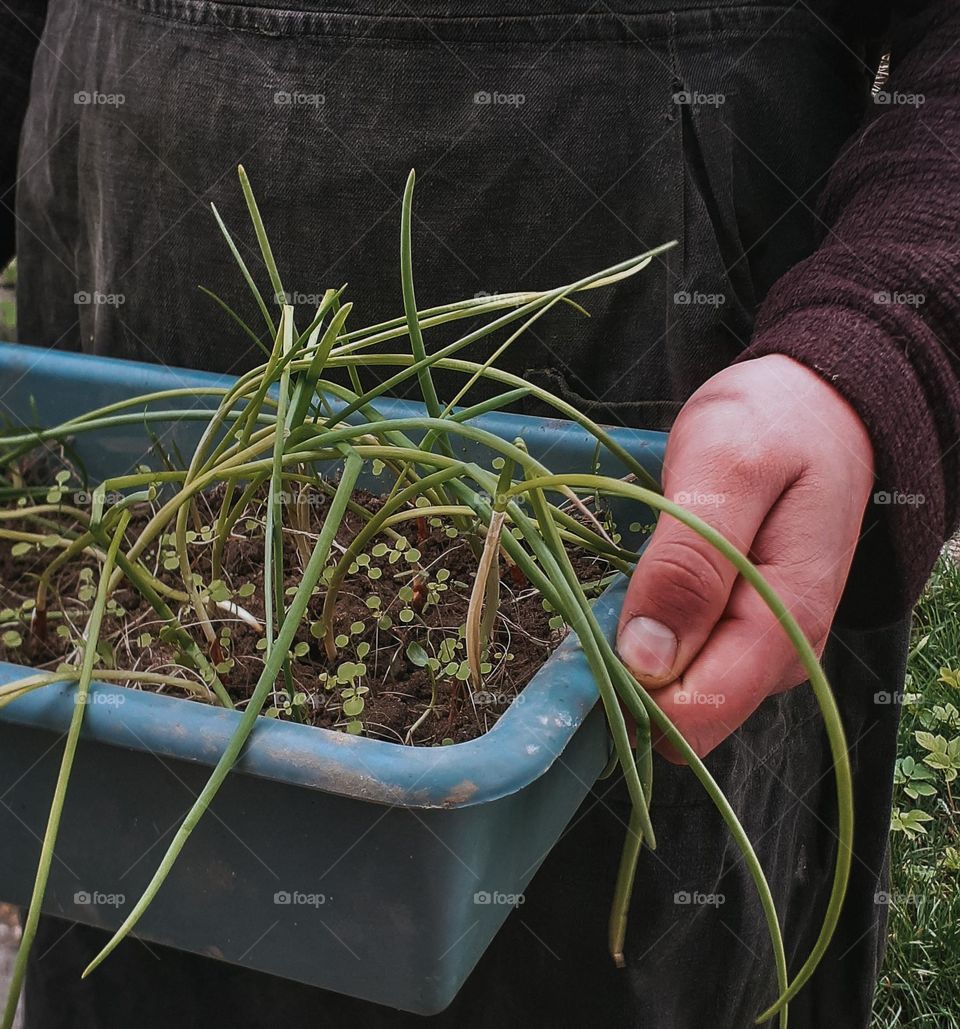 Growing green onions in the spring