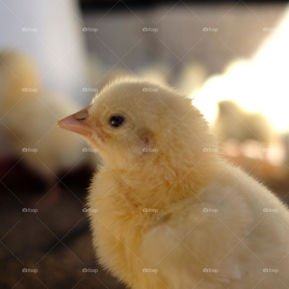 Small broiler chicken