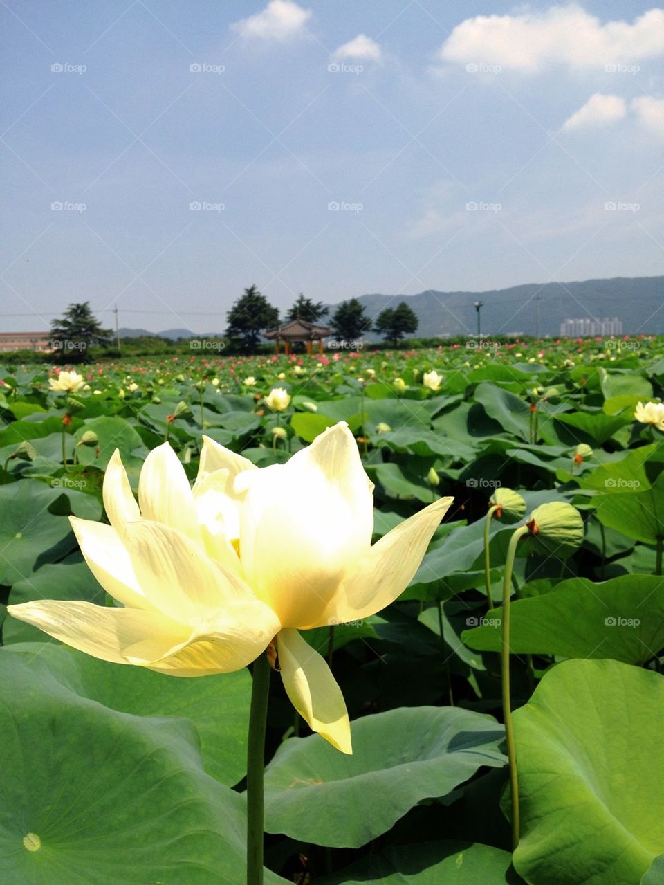 Lotus field 