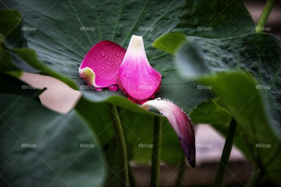 雨中花瓣特写