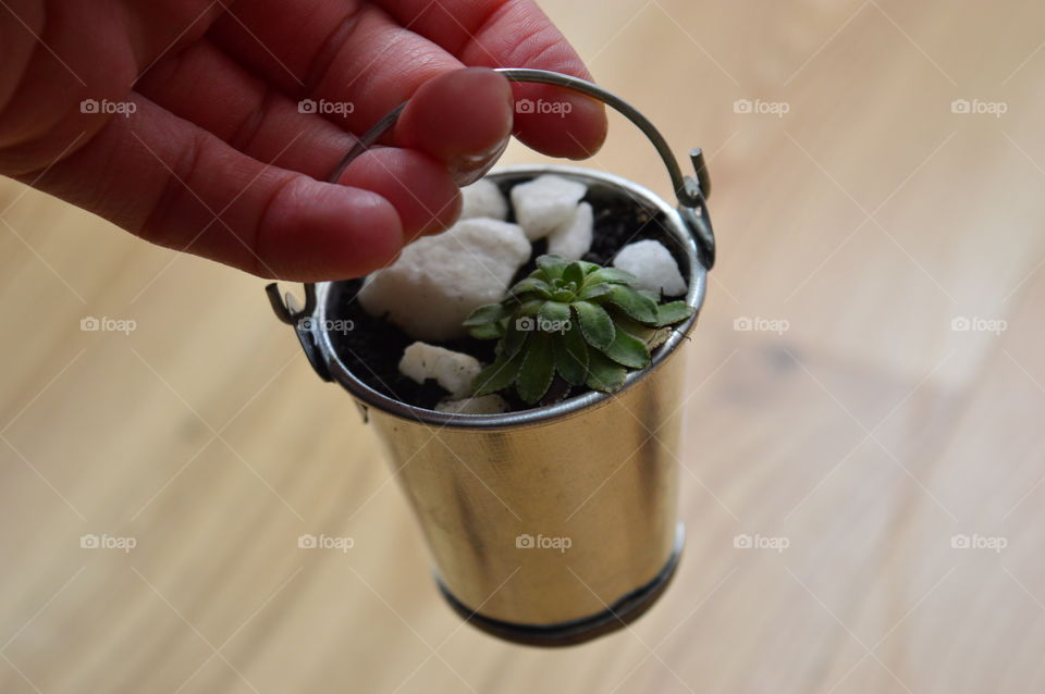 HOUSE PLANT IN POT