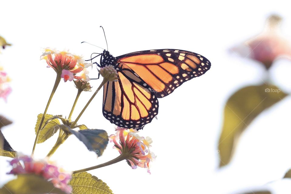 Butterfly, Insect, No Person, Nature, Flower