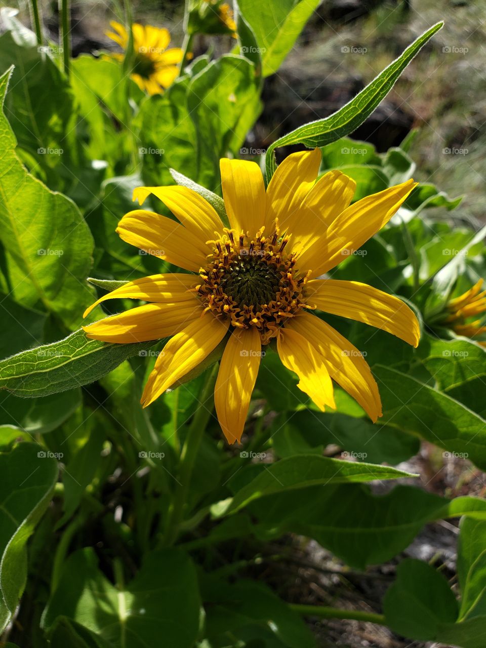 A late spring bloom of the wildflower Arrowleaf Balsamroot glows in the morning sun on a hill in Crook County in Central Oregon and is ready feed for the wild deer.