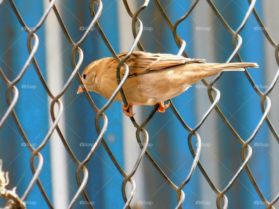 Sparrow bird seating on wire net fencing having blue stripped blurred background.