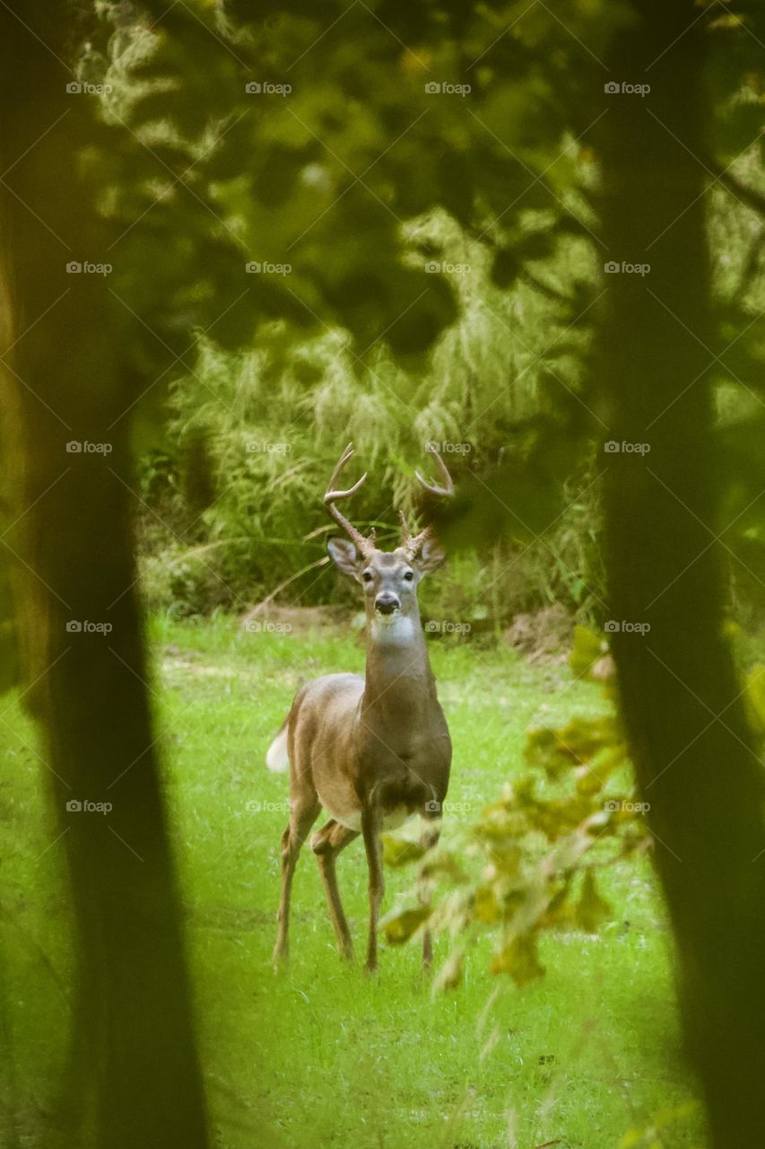 Beautiful white tail buck deer framed by trees looking at the camera