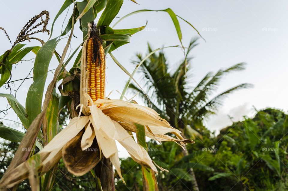 Dry Corn