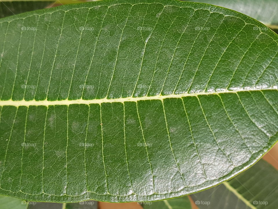 green leaf texture