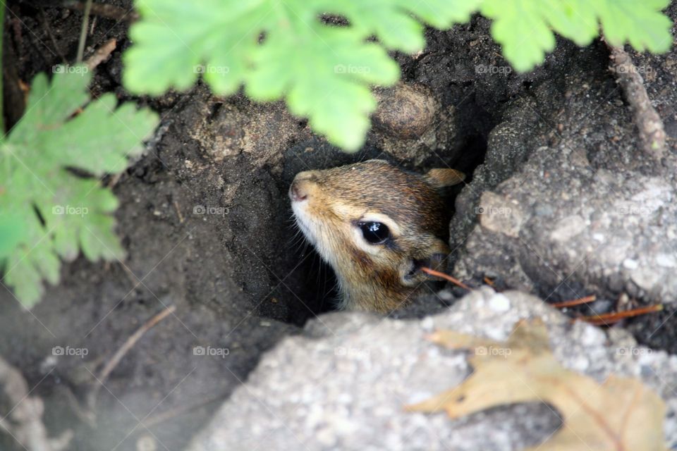 Chipmunk peering out it's burrow