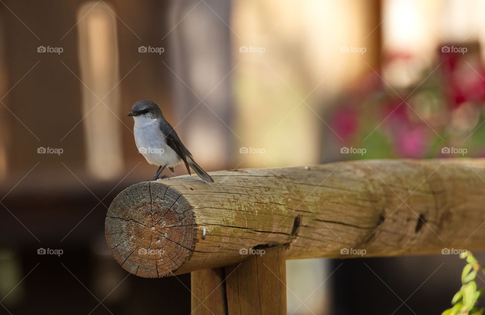 white breasted Robin