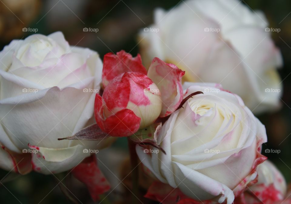 White red yellow winter rose 