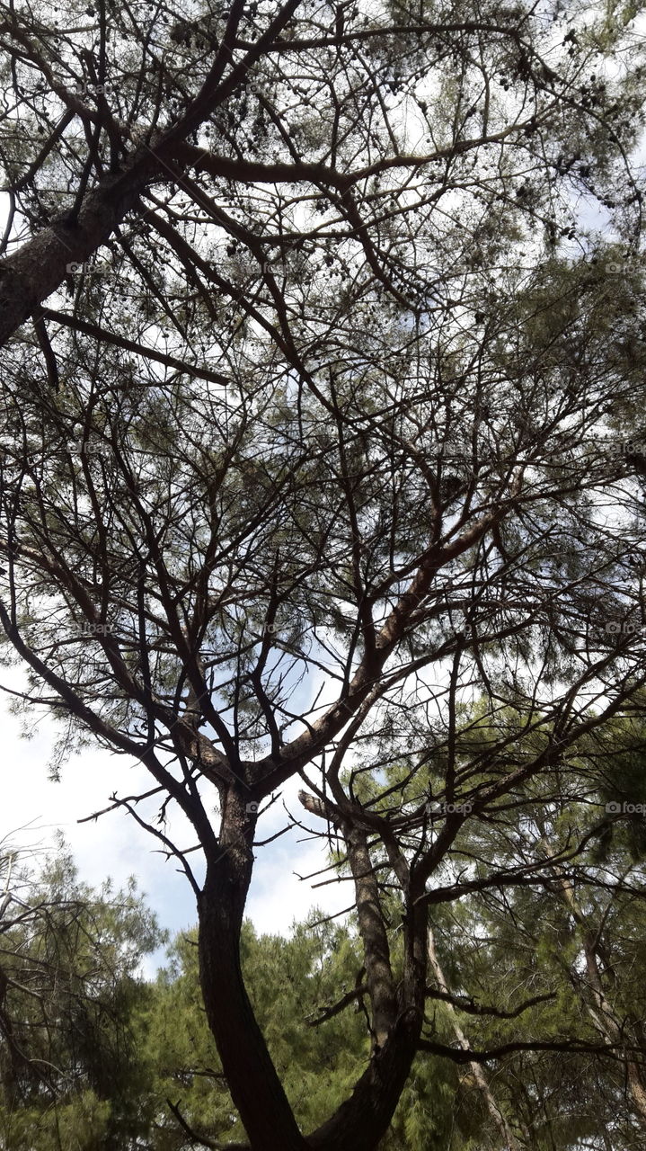 Tree, Branch, Wood, Landscape, Nature