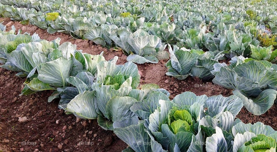 Organic🌱🥬Cabbage🥬🌱 Field🌱🥬Earth🌱🥬