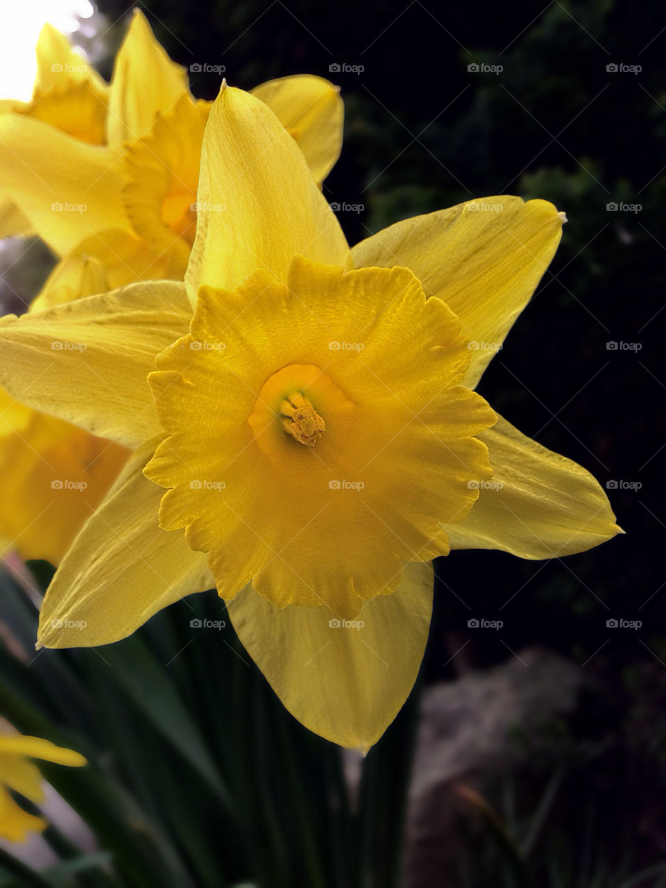 GARDEN FLOWERS