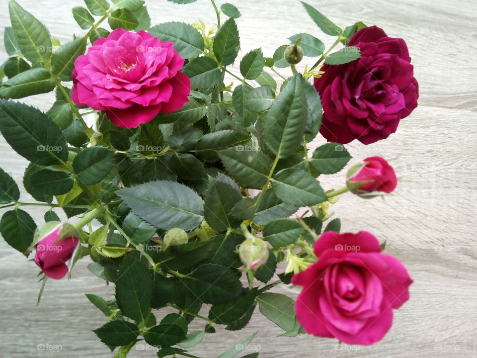 Schwarzwaldi flowers