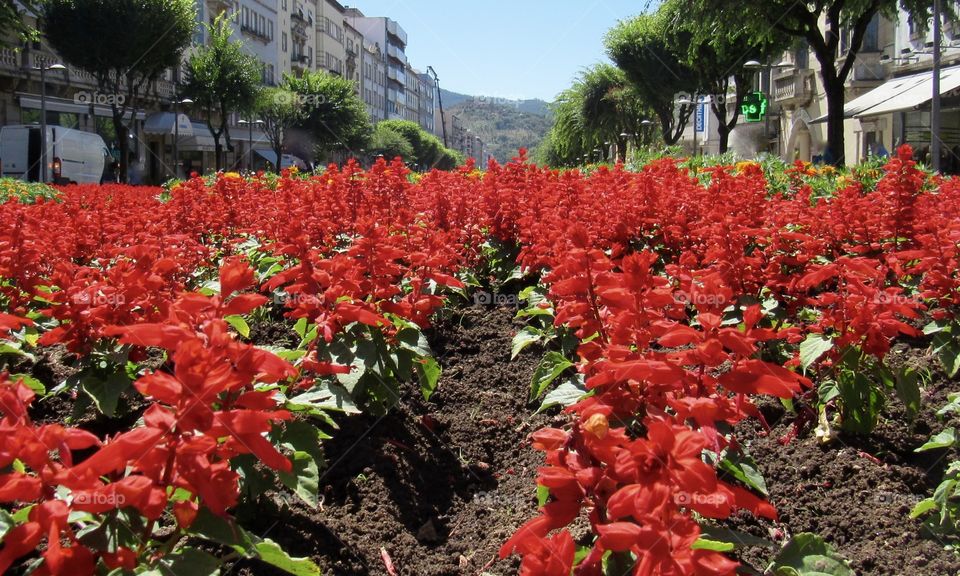 Red flower garden in the city of Braga, Portugal