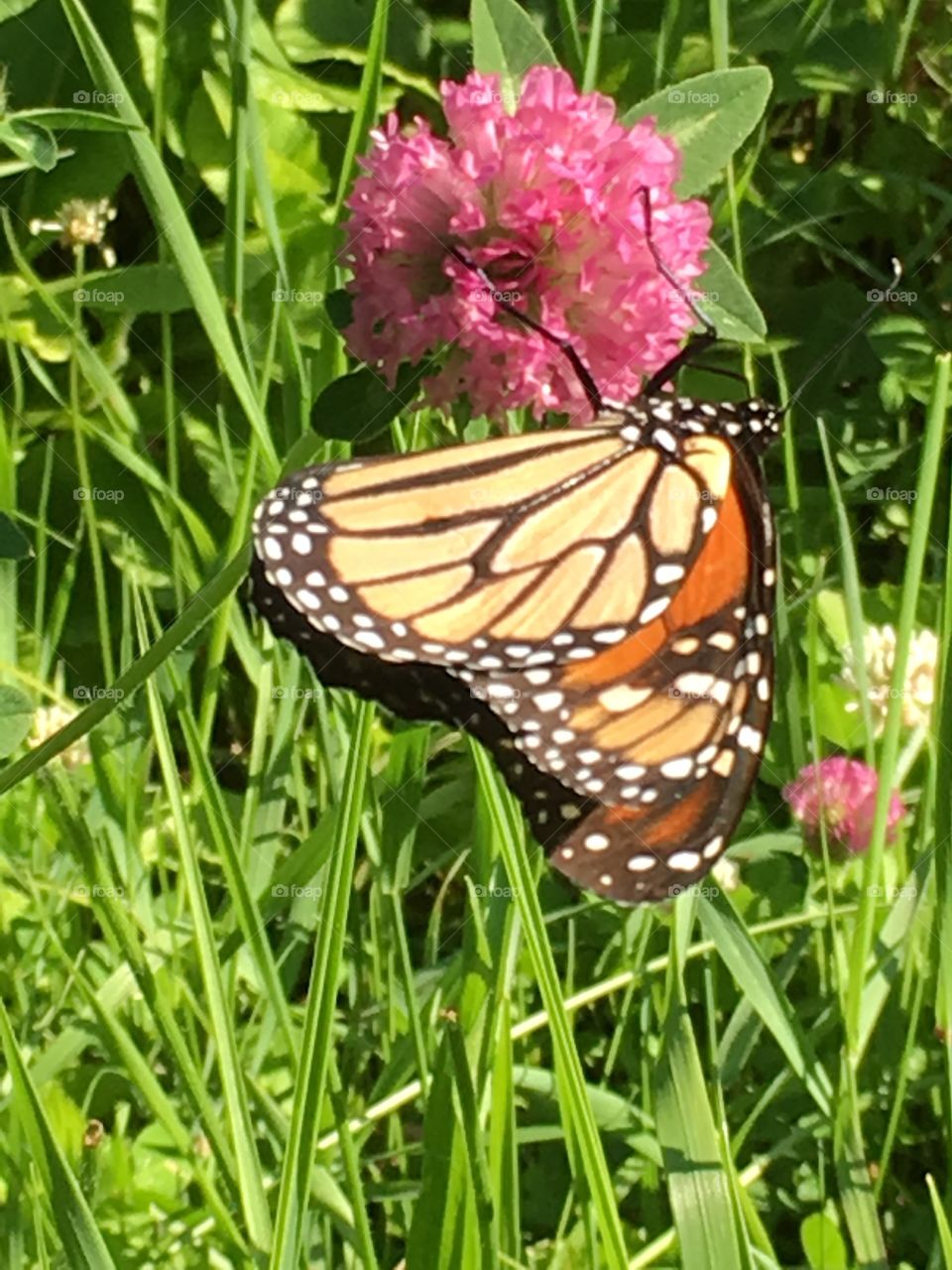 Monarch on clover