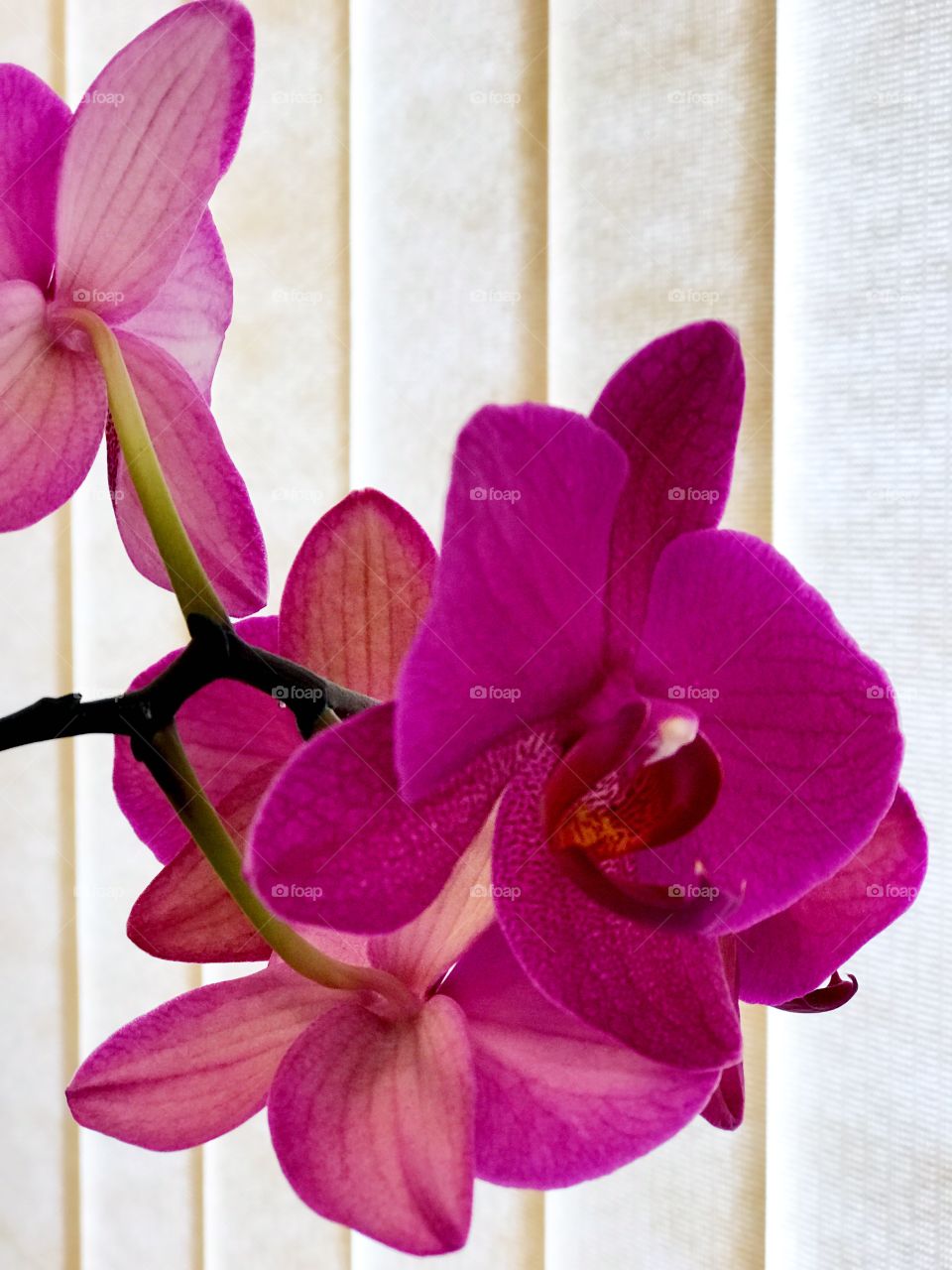 Magenta orchid