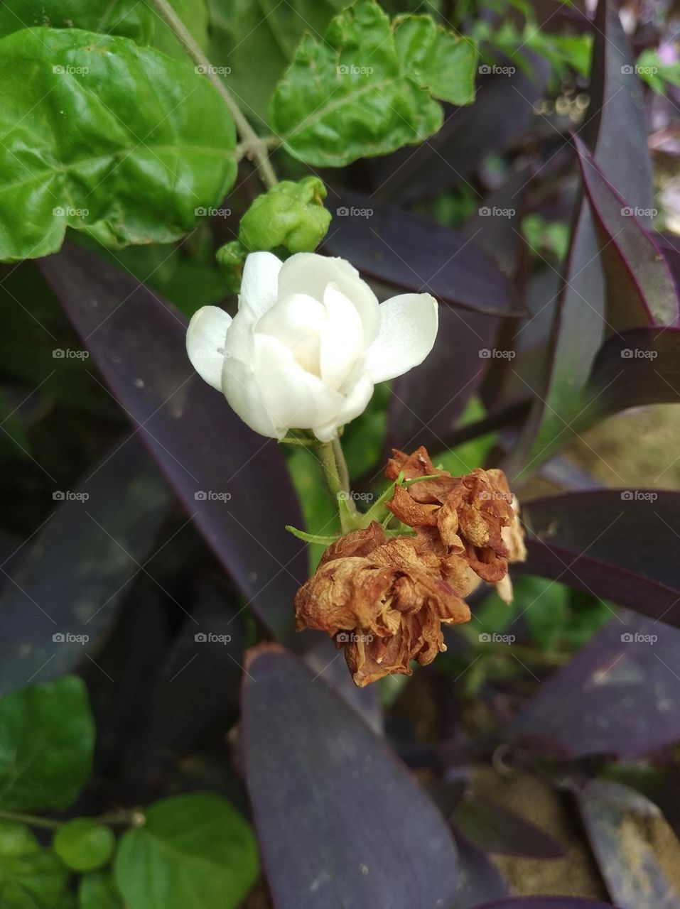 white flower seasonal fresh shurb small size looks very beautiful generally found everywhere
