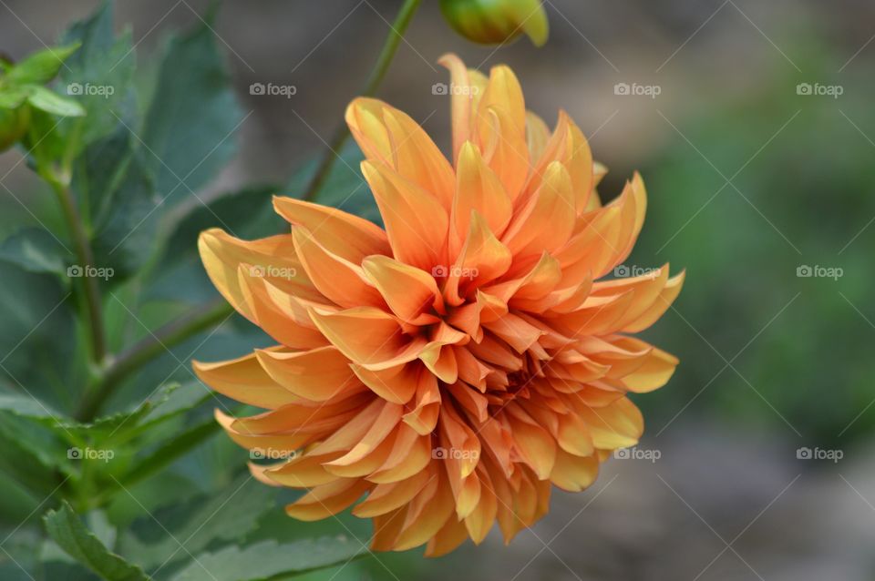 Dahlia