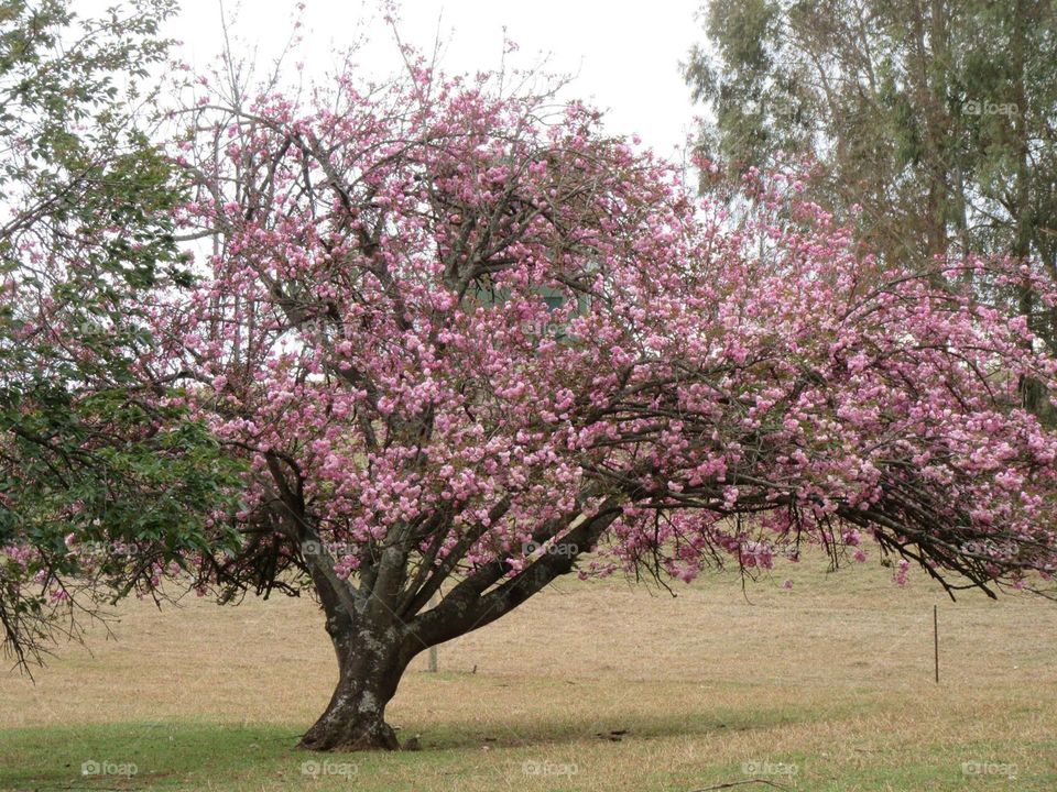 Pink Tree