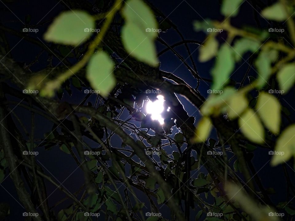 full moon through the leaves