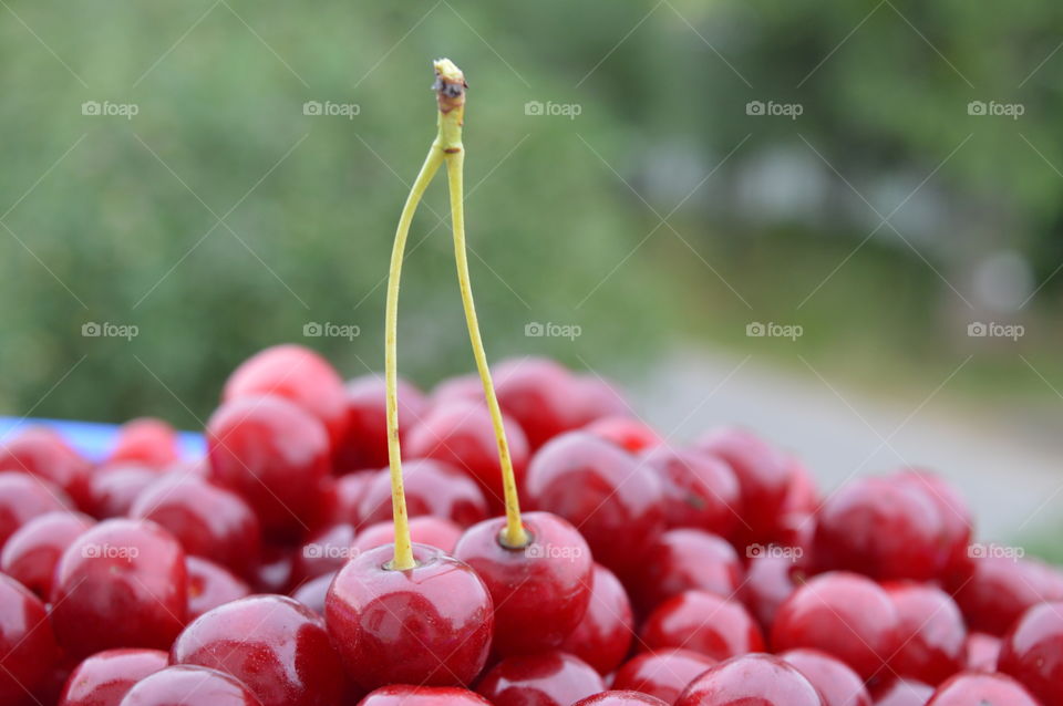 cherry in macro