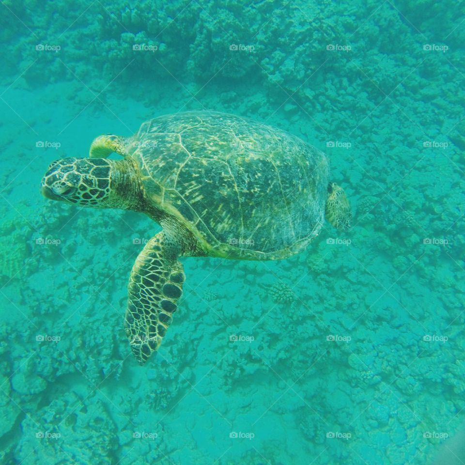 Green turtle. turtles in Makaha
